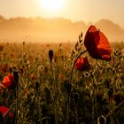 Mohnblumenfeld bei Sonnenaufgang