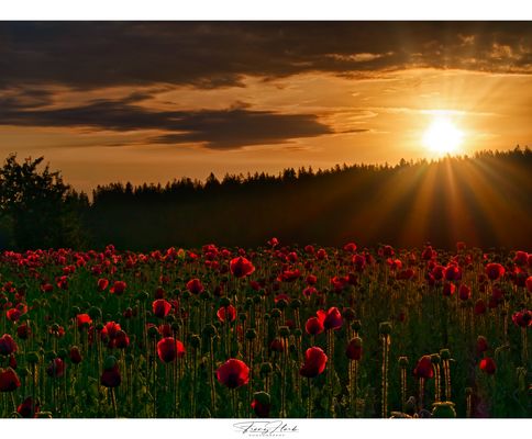 Mohnblumenfeld bei Sonnenaufgang 