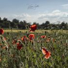 Mohnblumenfeld gegen Licht 