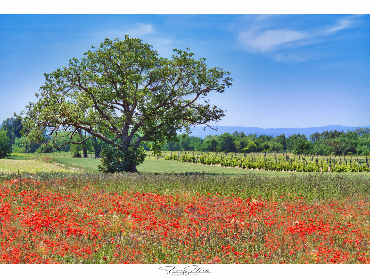 Mohnblumenfeld im Burgenland 