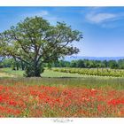 Mohnblumenfeld im Burgenland 