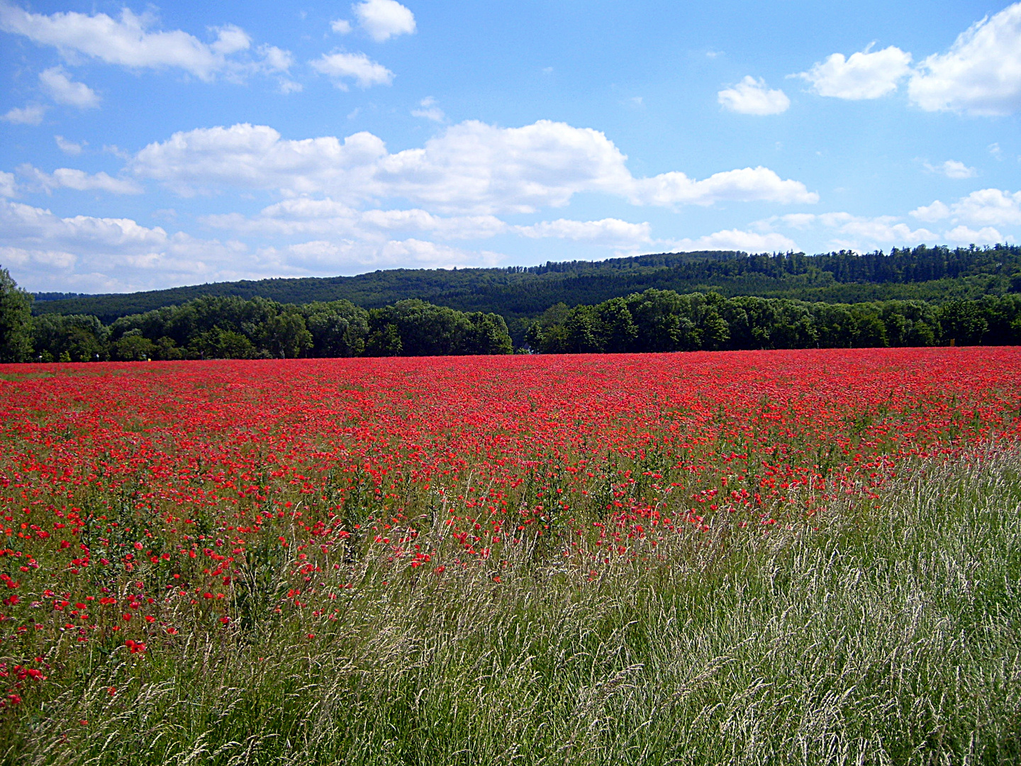 Mohnblumenfeld im Harz