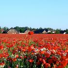 Mohnblumenfeld im Juni 