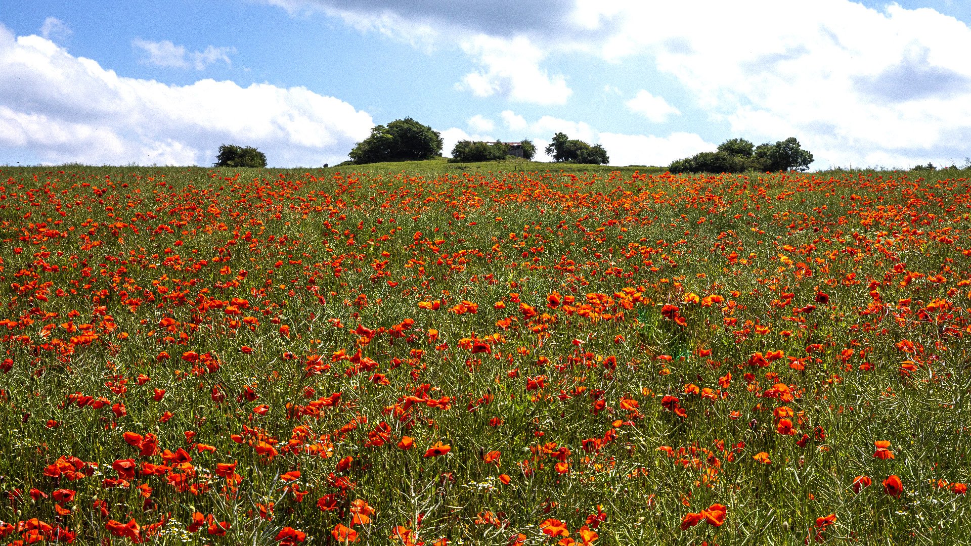 Mohnblumenfeld im Sauerland