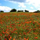 Mohnblumenfeld im Sauerland