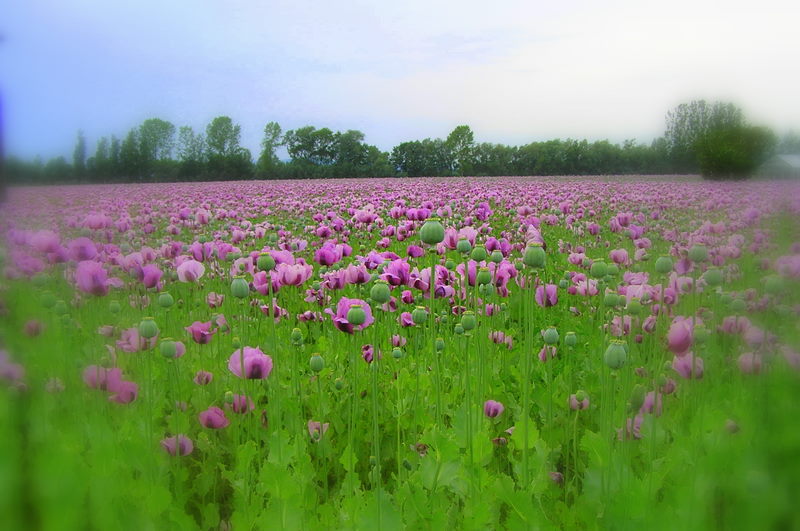 Mohnblumenfeld im Sommer