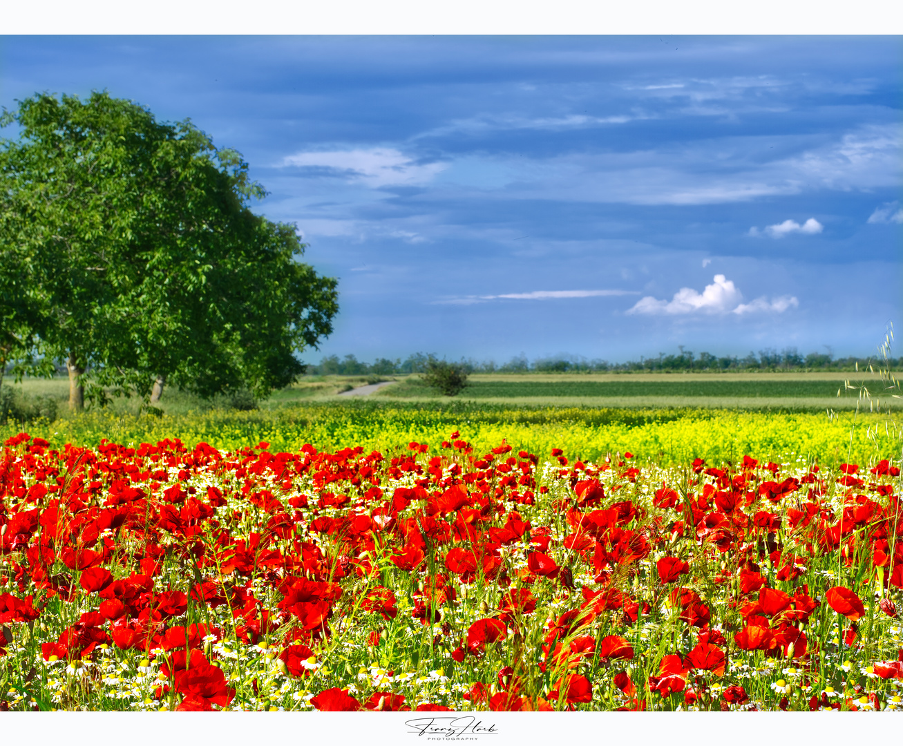 Mohnblumenfeld in Burgenland 