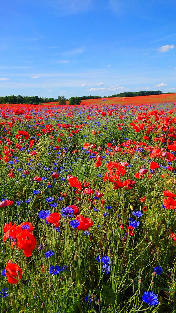 Mohnblumenfeld in Mecklenburg 