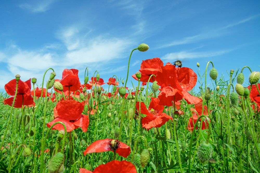 Mohnblumenfeld mit Hummel