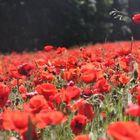 Mohnblumenfeld, Poppy field