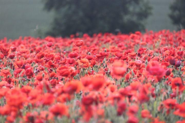 Mohnblumenfeld, Poppy field