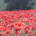 Mohnblumenfeld, Poppy field