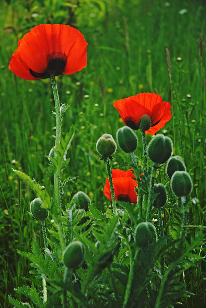 Mohnblumenfrühling