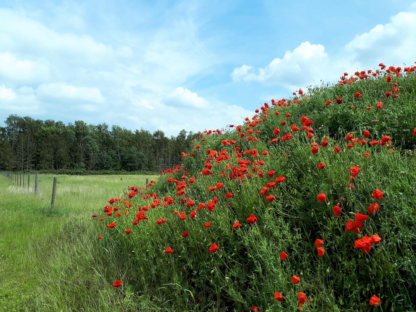 Mohnblumenhügel