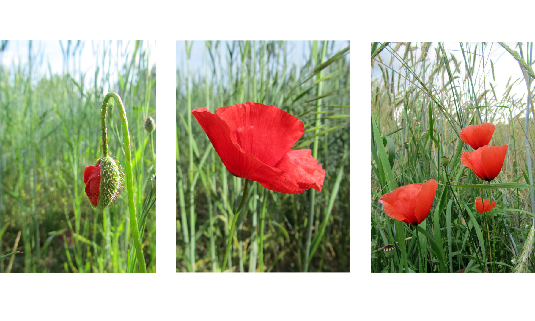 Mohnblumen...immer wieder schön