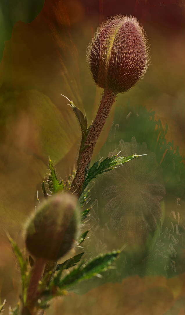 Mohnblumenknospen