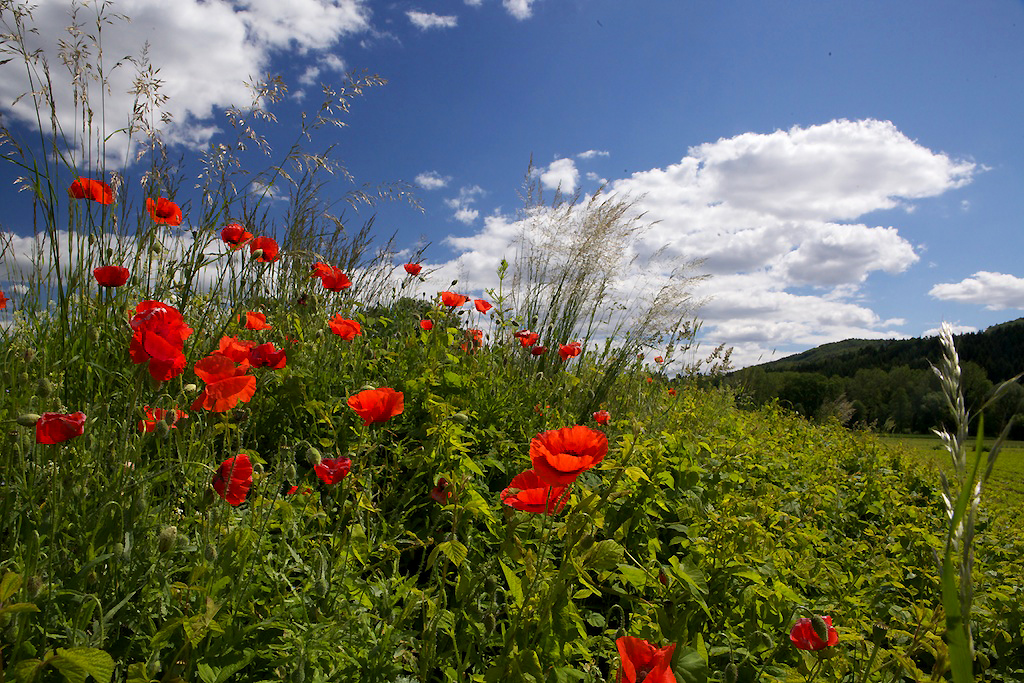 Mohnblumenland