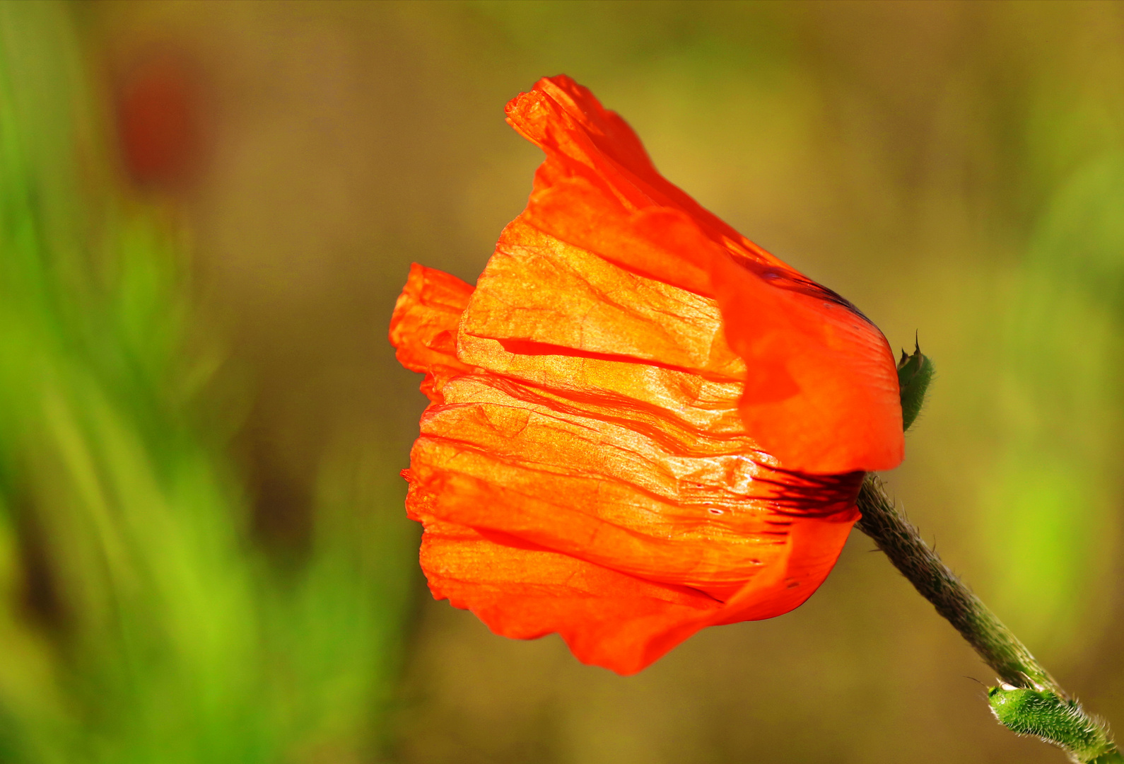 Mohnblumenleuchten