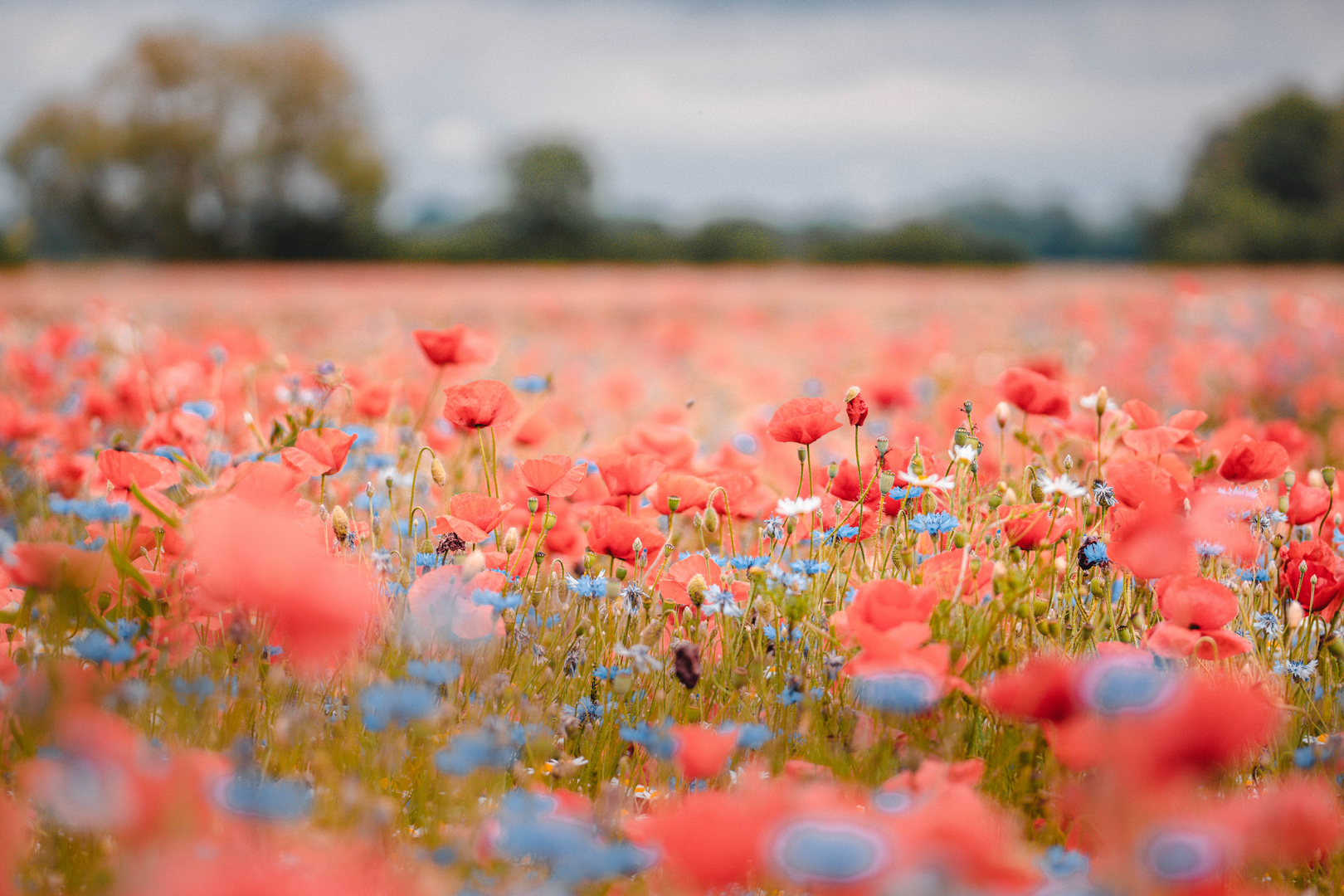 MOHNBLUMENLIEBE