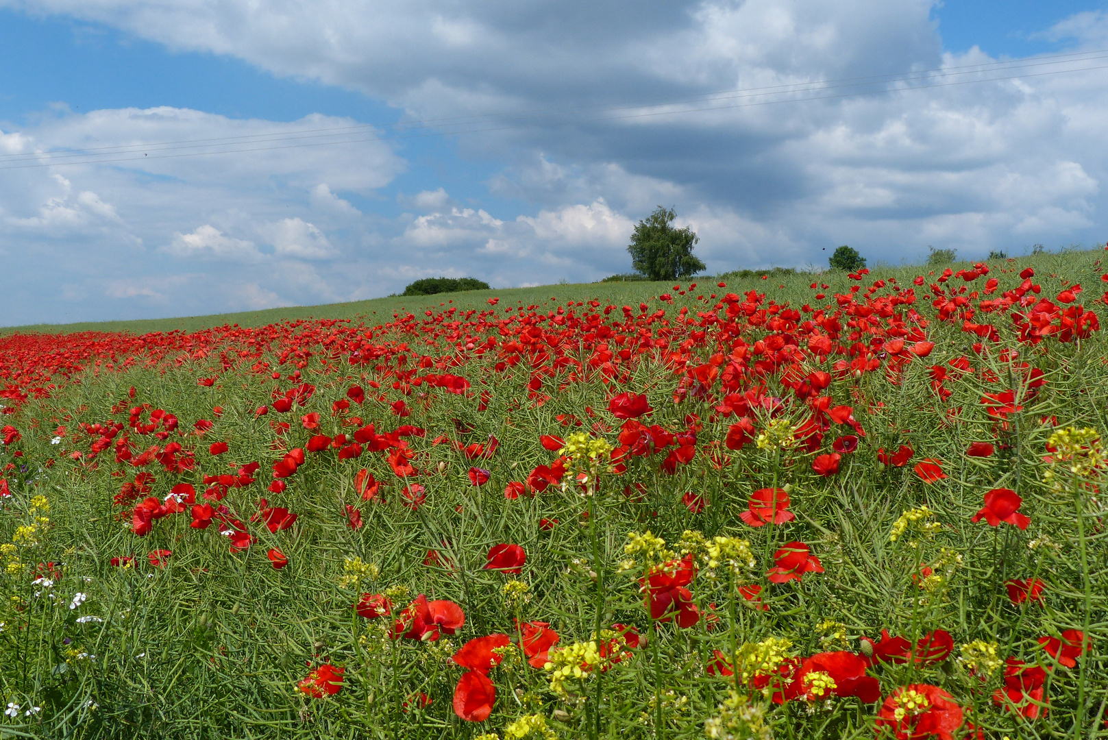 Mohnblumenpanorama im schönen Ries