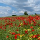 Mohnblumenpanorama im schönen Ries