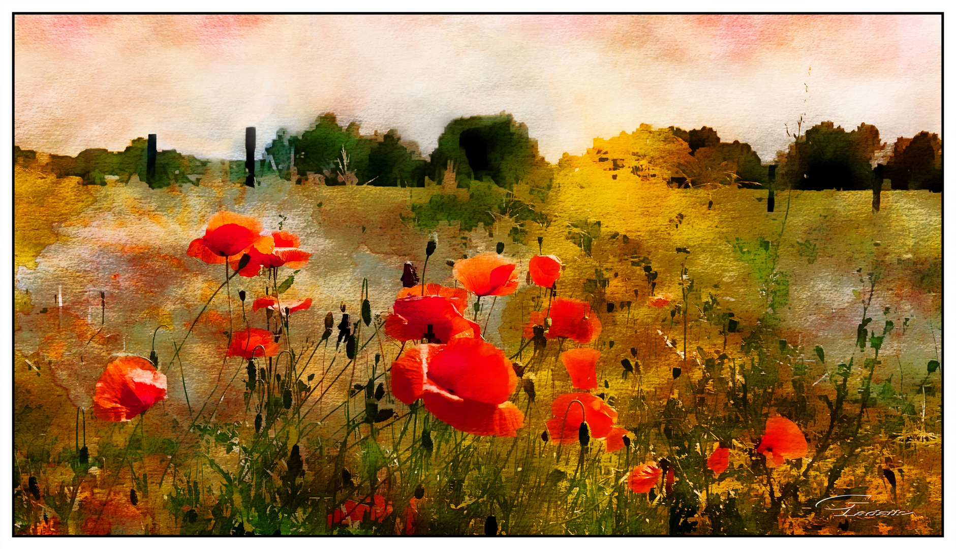 Mohnblumen_Poppies