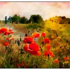 Mohnblumen_Poppies