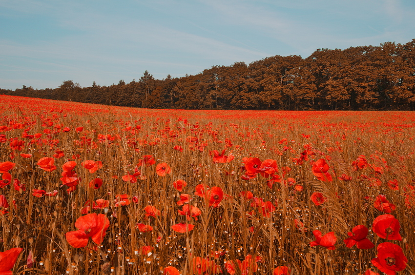 Mohnblumenwiese #01