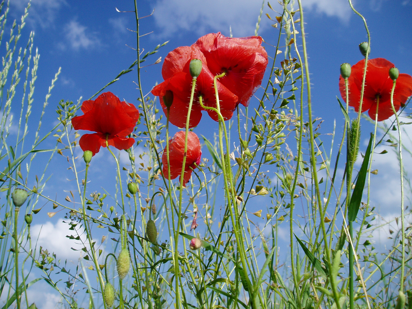 Mohnblumenwiese