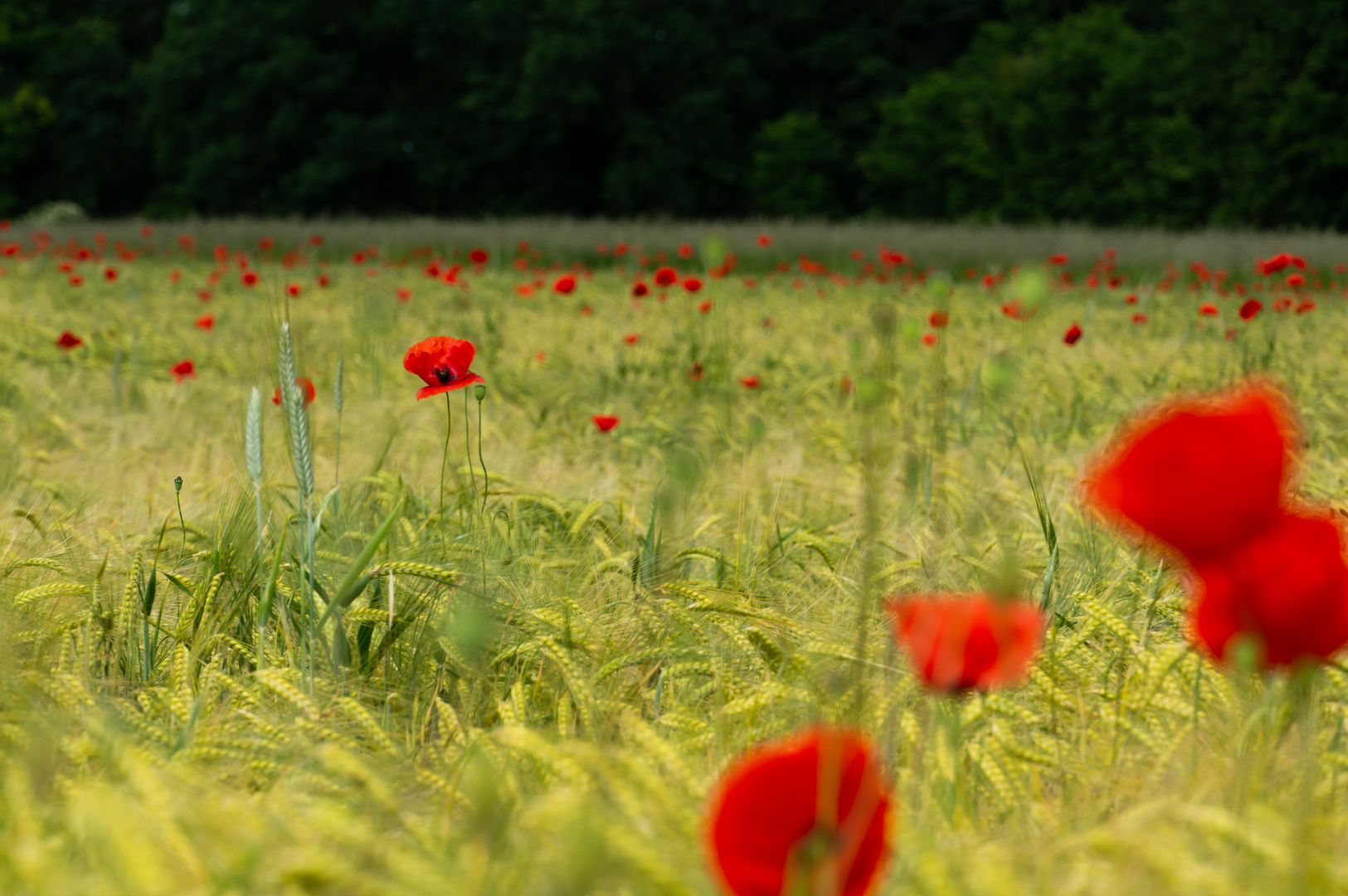 Mohnblumenwiese