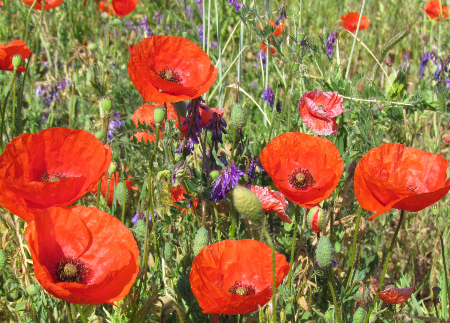 Bildagentur Pitopia Bilddetails Mohnblumenwiese Jutta Amann