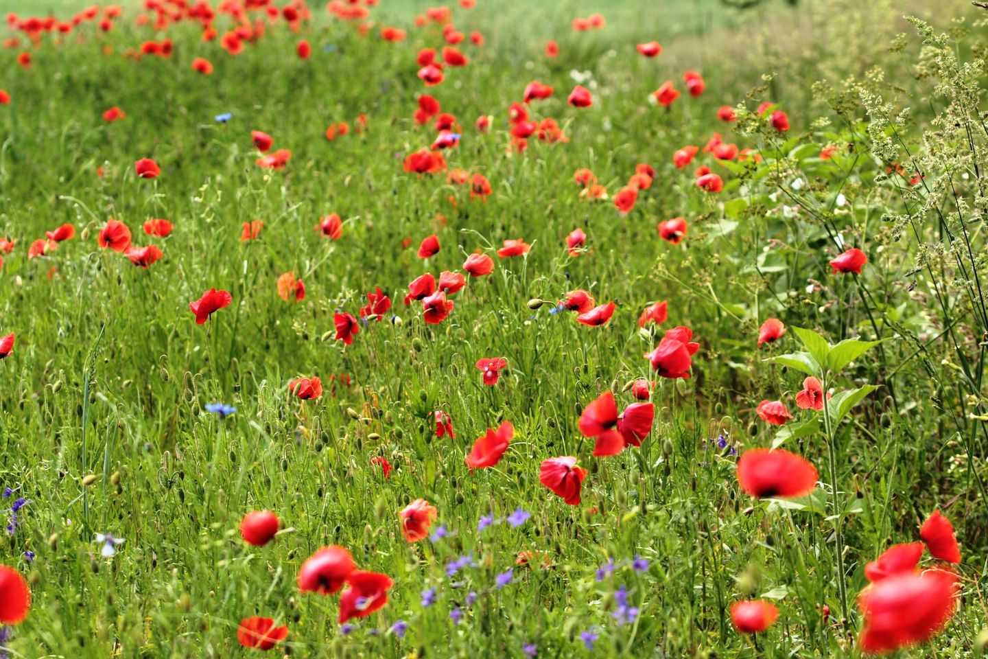 Mohnblumenwiese