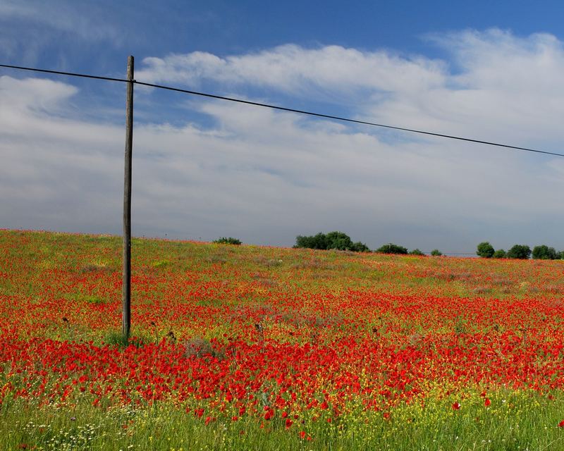 Mohnblumenwiese