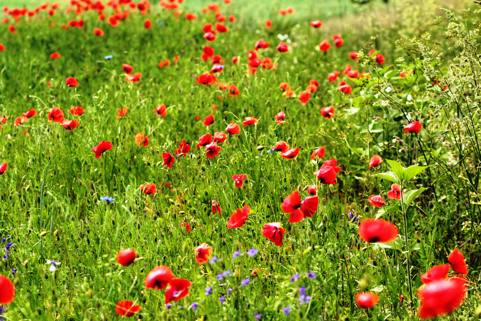 Mohnblumenwiese beim Roten Kreuz