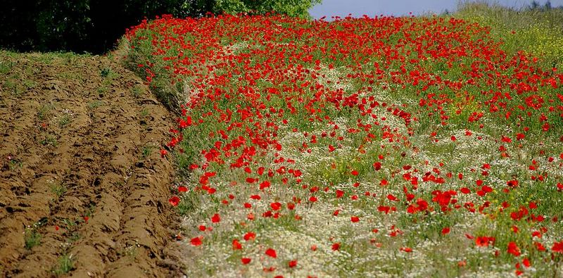 Mohnblumenwiese