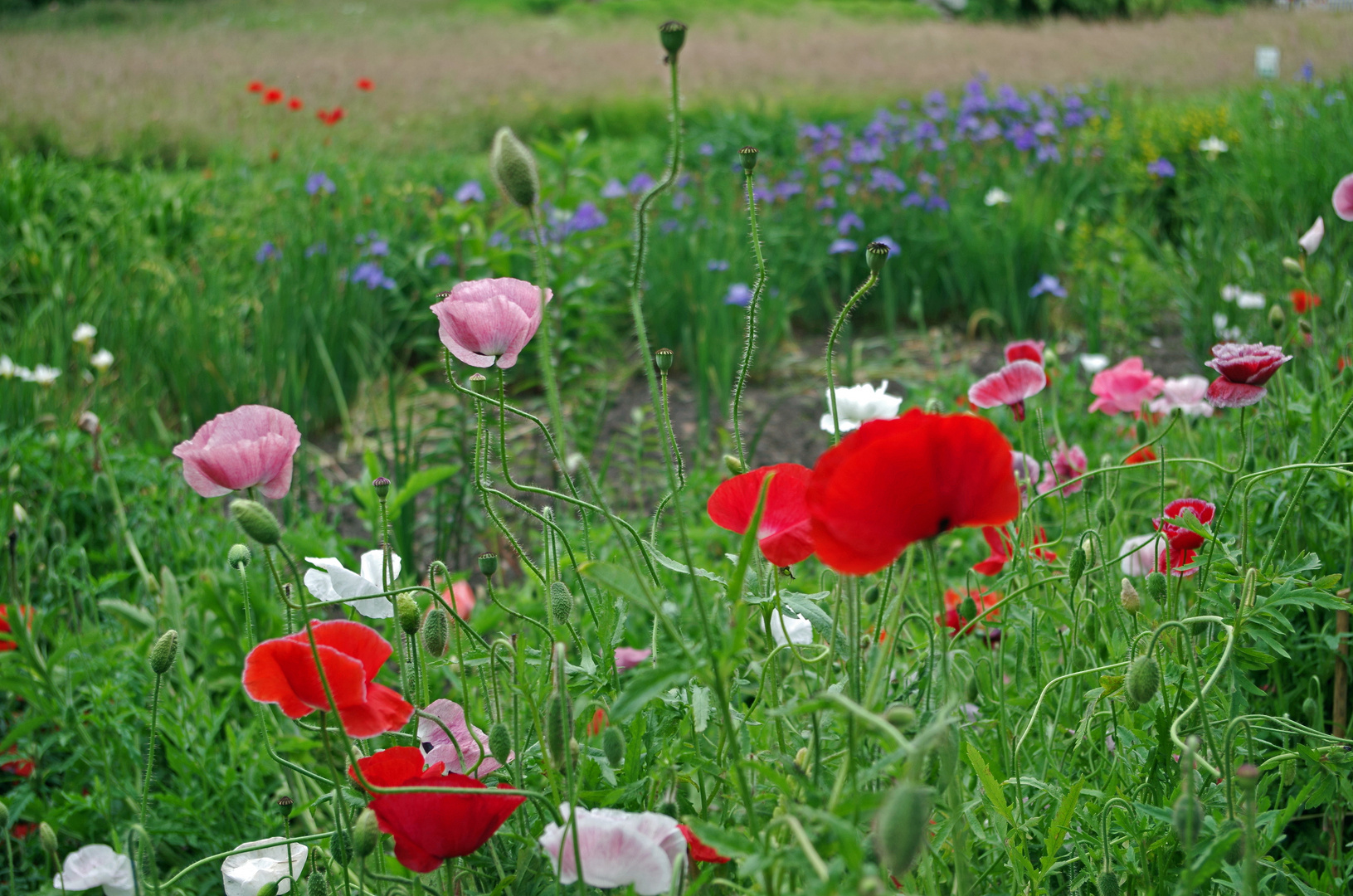 Mohnblumenwiese im Sommer