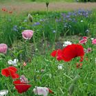 Mohnblumenwiese im Sommer