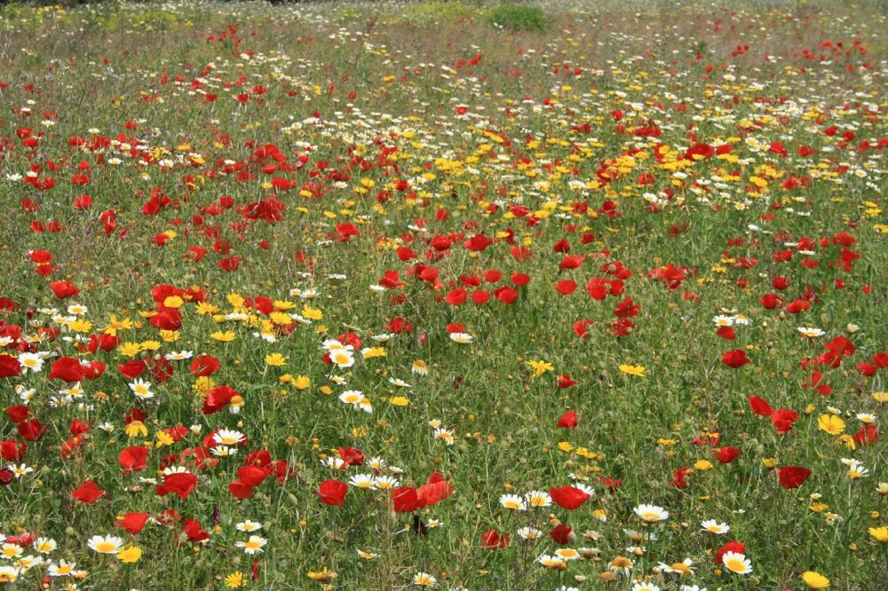 Mohnblumenwildwuchs auf Mallorca