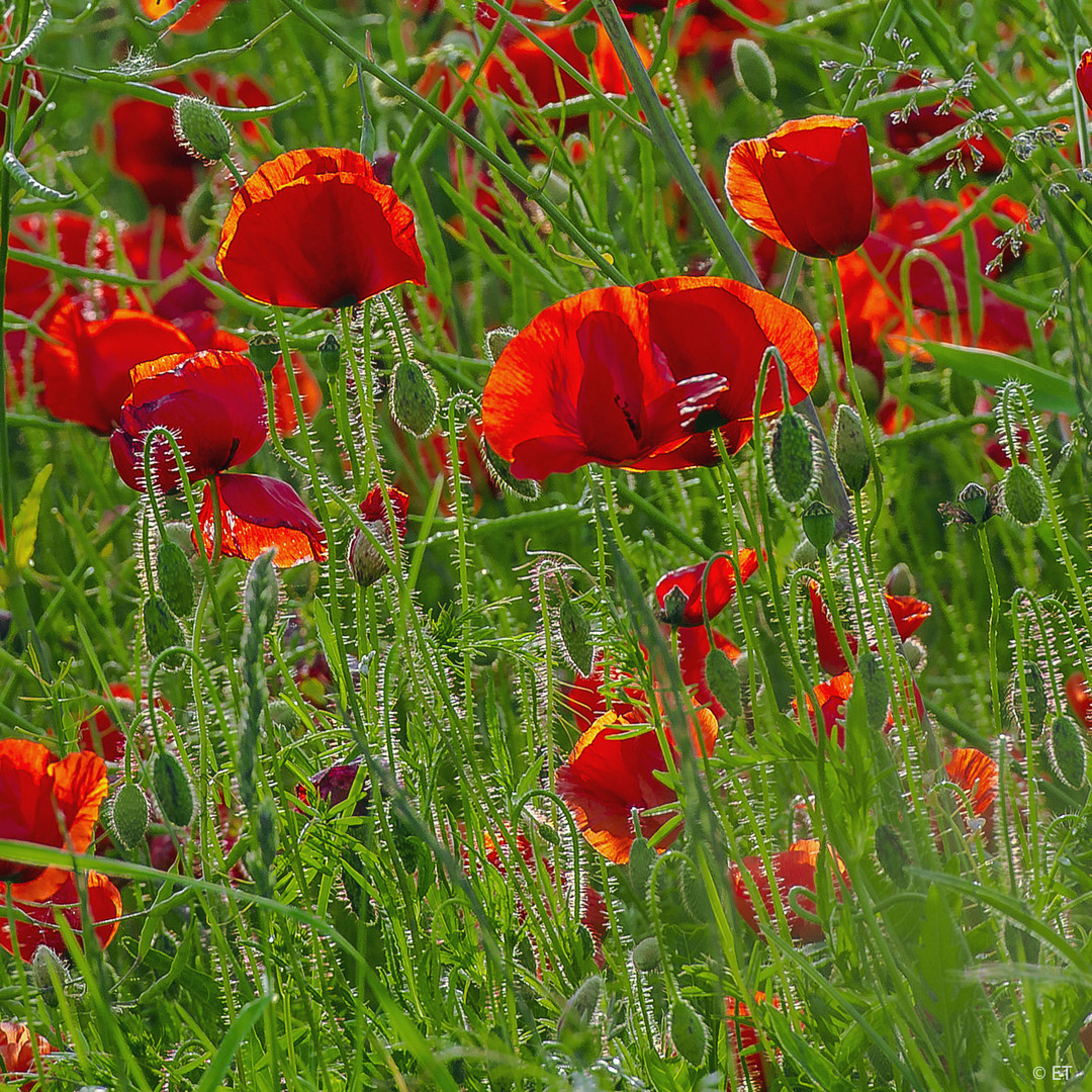 Mohnblumenzeit