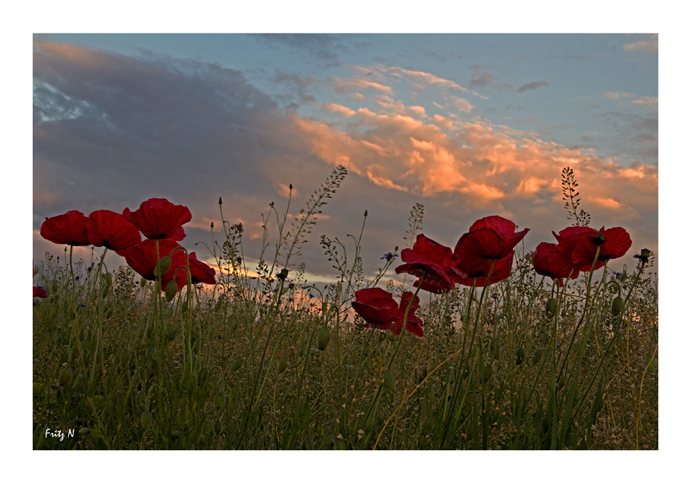 Mohnblumenzeit