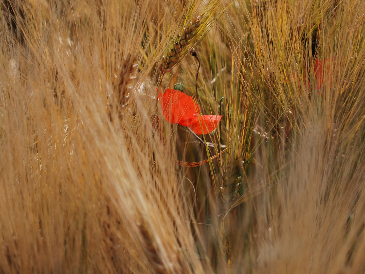 Mohnblumenzeit