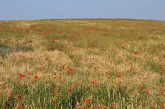 Mohnbrötchen bis zum Horizont