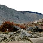 Mohnbukta, Steinwüste, Svalbard,