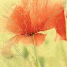 Mohn...by Nadin