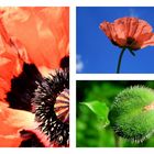 Mohn/Collage