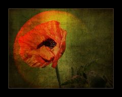 mohn(d)