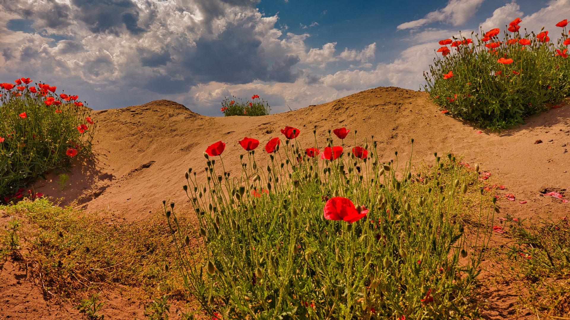 Mohn(d)-Landschaft