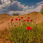 Mohn(d)-Landschaft