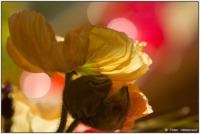 Mohn(d)aufgang