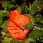 Mohn(d)gesicht